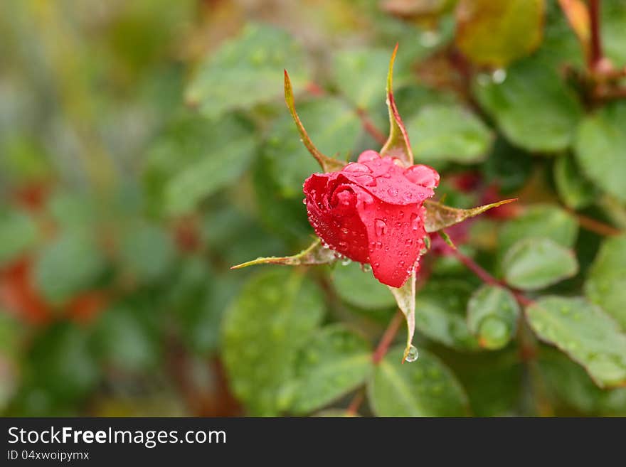 Closeup of red rose