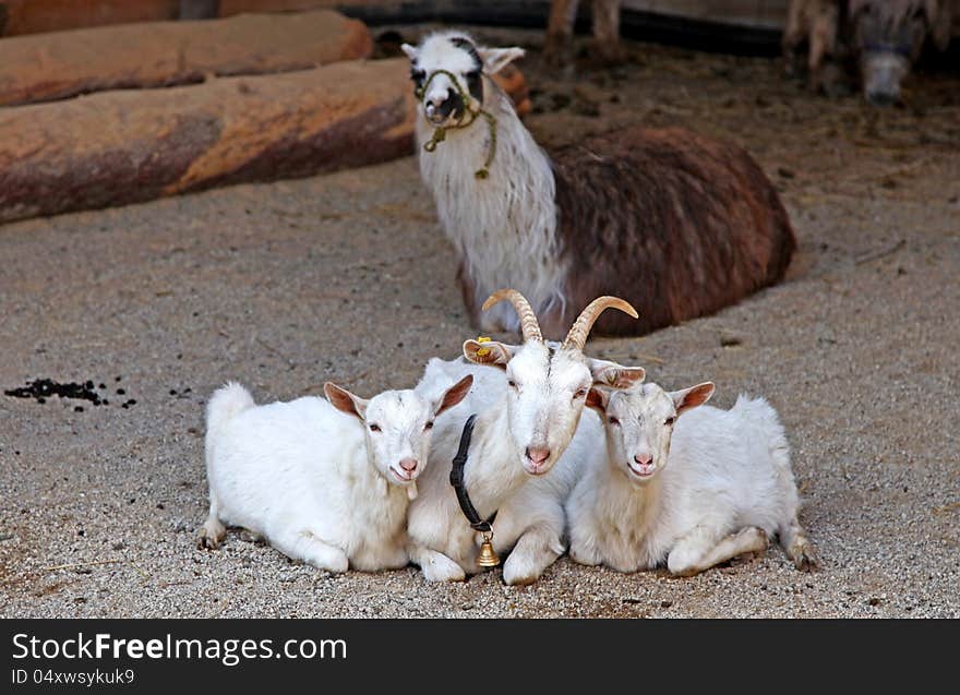 Goats and lama in farm near Ruzomberok, Slovakia