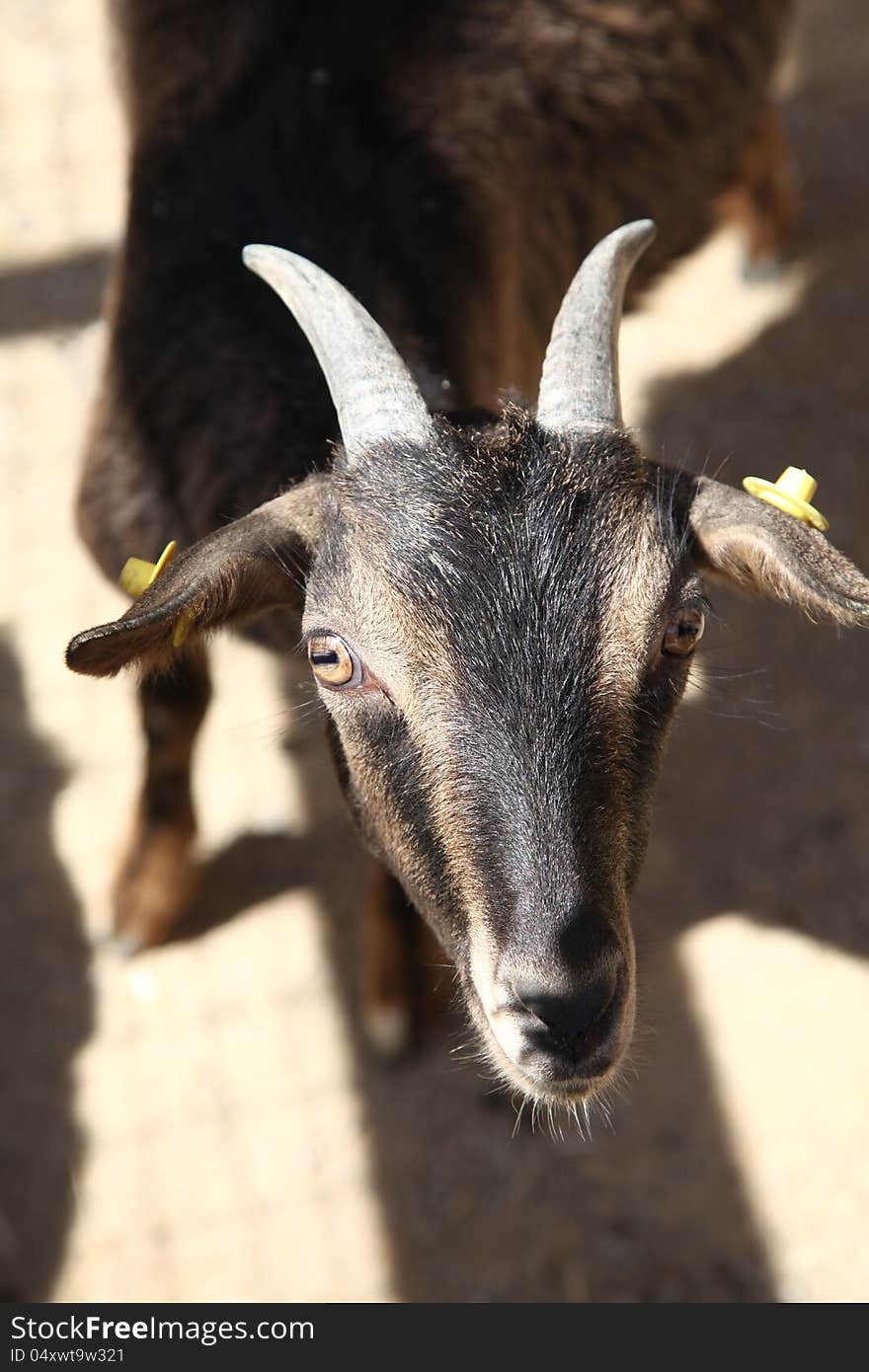 Black goat in farm near Ruzomberok,S lovakia