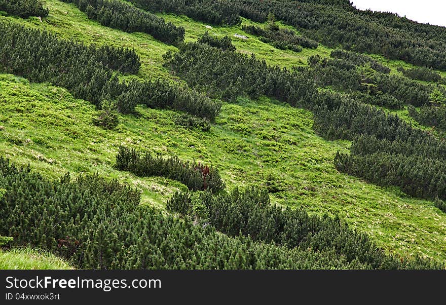 Scrub in Low Tatras mountains