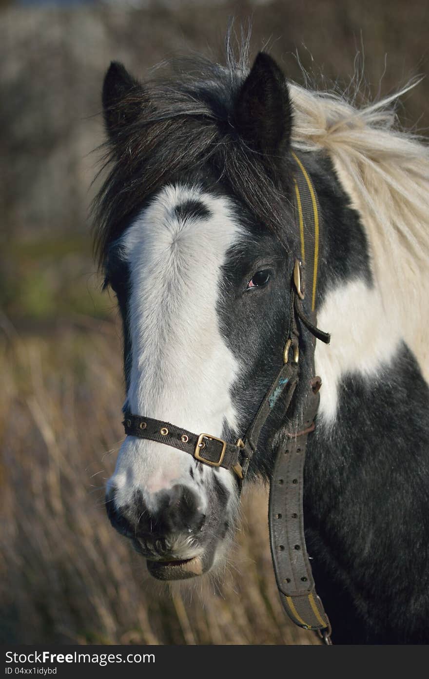 A horse tethered on the nature reserve. A horse tethered on the nature reserve