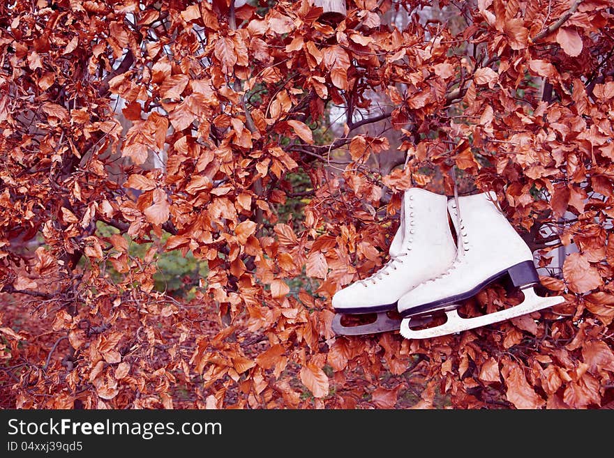 Old ice skates hanging on the autumn bushy fence. Old ice skates hanging on the autumn bushy fence