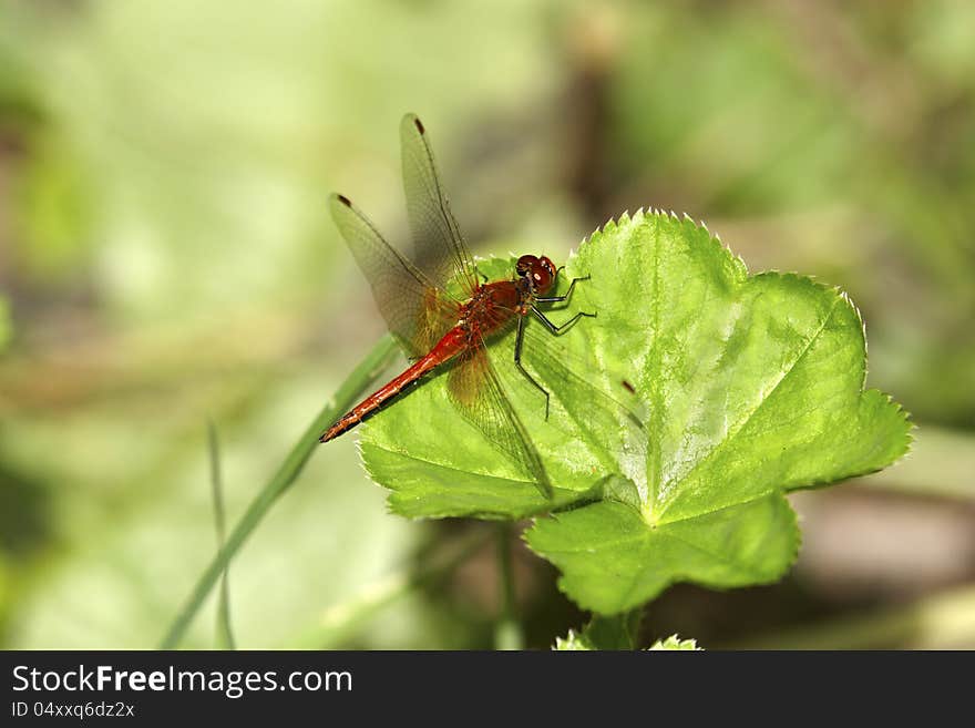 Dragonfly on leaf