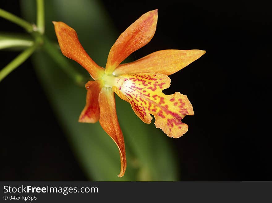 Exotic orange orchid flower bud. Exotic orange orchid flower bud