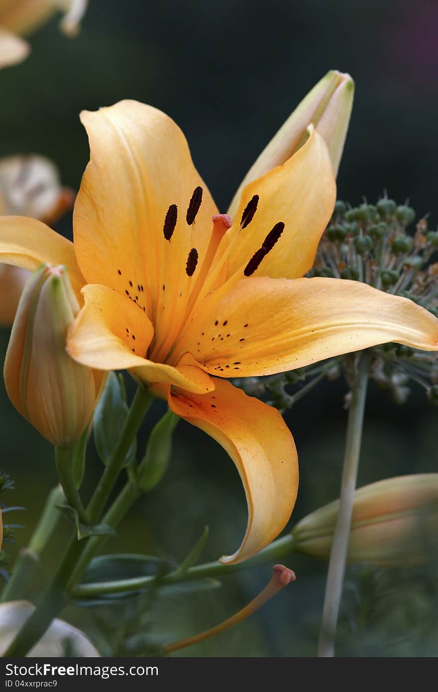 Orange lily bud close up