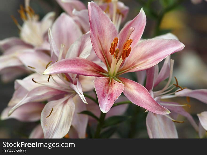 Pink lilies