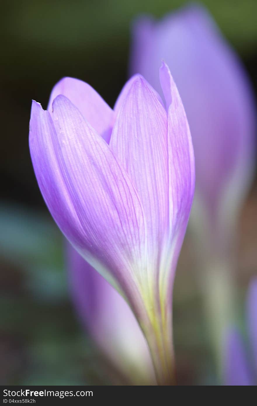 Violet Crocus Bud