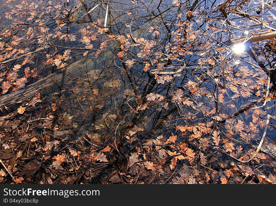 Autumn leaves on the surface of the water