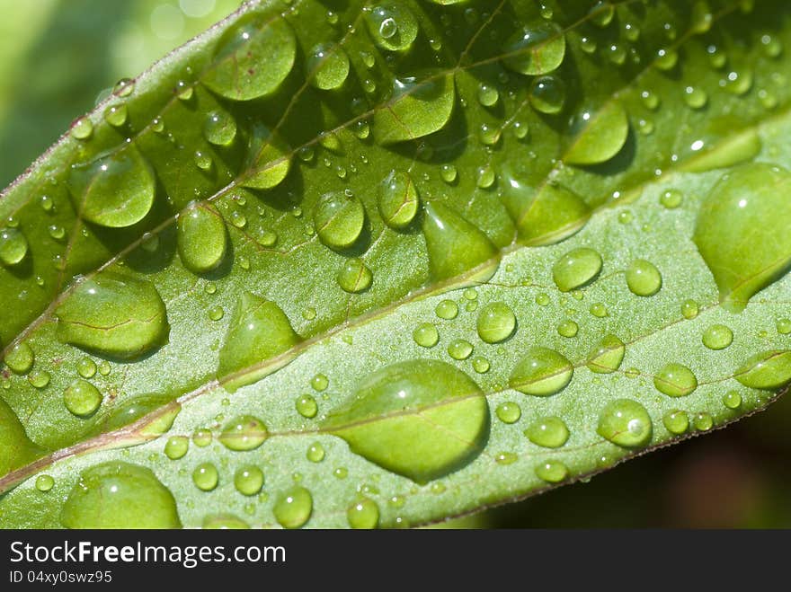 Background with rain drops