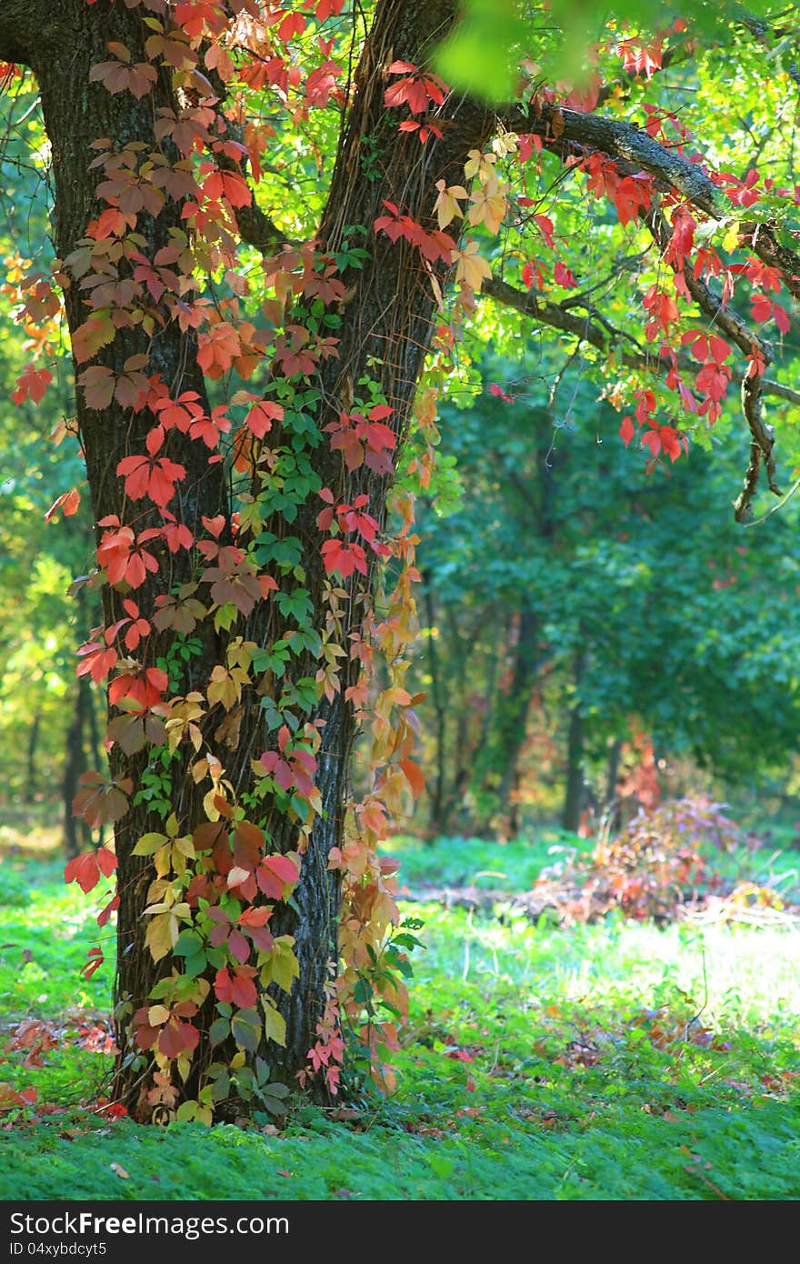 Tree wild grapes against the wood