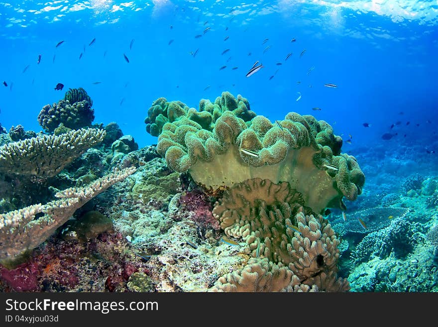 Underwater seascape with soft coral