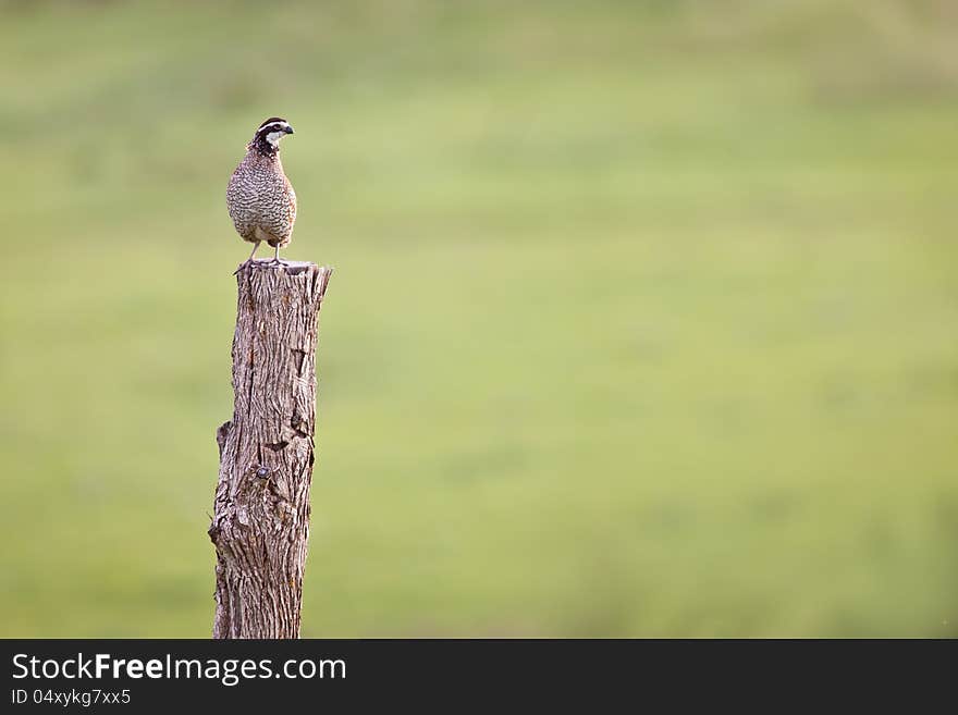 Pheasant On Hedge Post