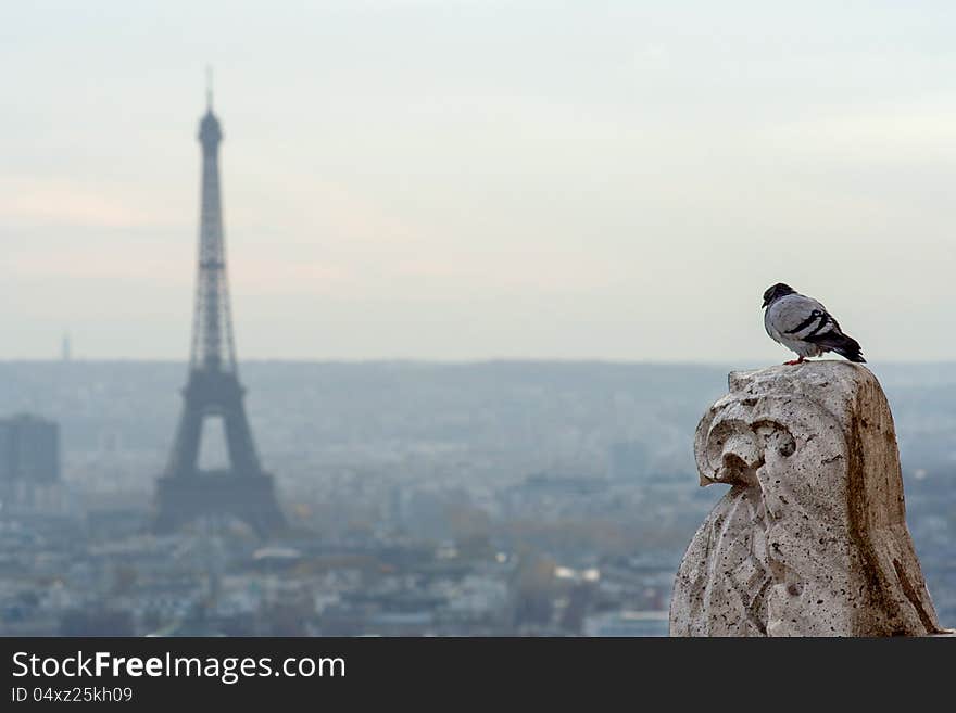 Bird with Eiffel tower on background