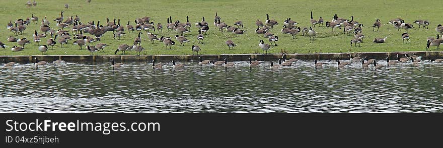 Geese Feeding.