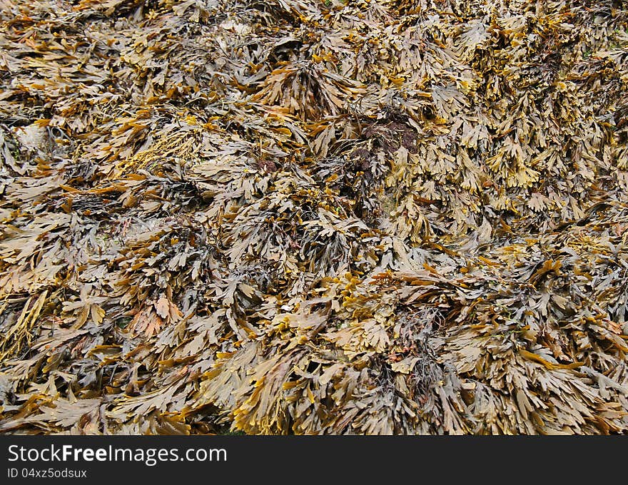 Bed of Seaweed.