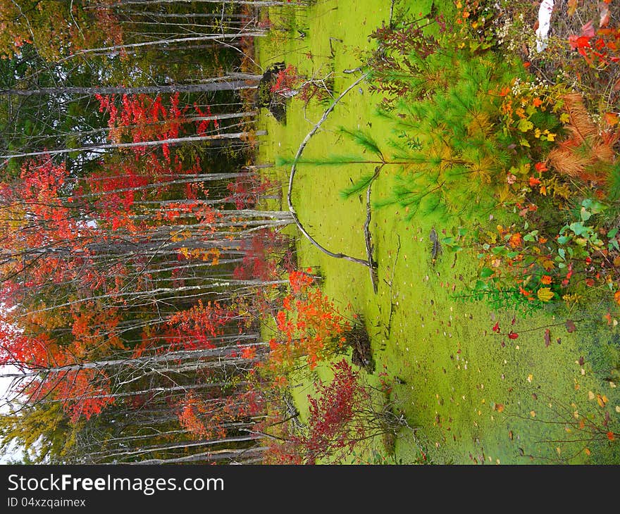 Fall foliage in lush green swamp. Fall foliage in lush green swamp