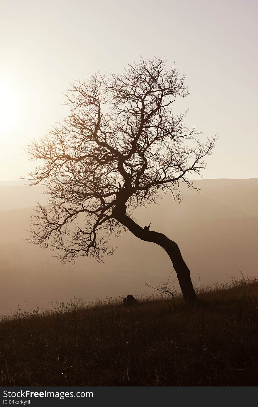 Trees on misty autumn sunset. Trees on misty autumn sunset