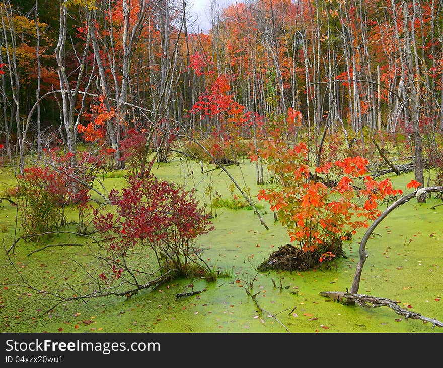 Fall foliage in lush green swamp. Fall foliage in lush green swamp