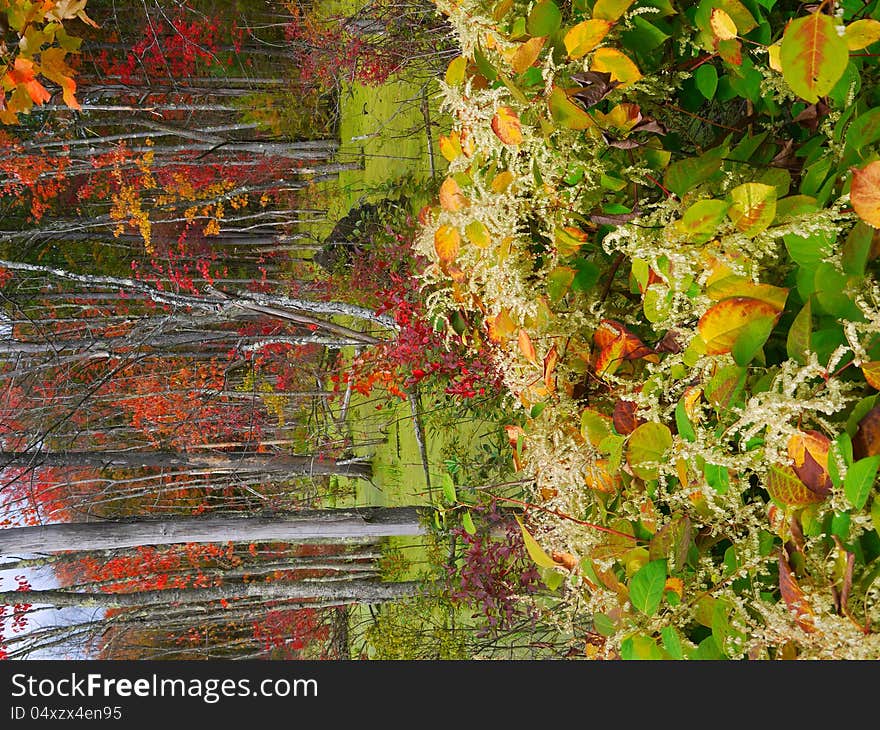 Fall foliage in lush green swamp. Fall foliage in lush green swamp