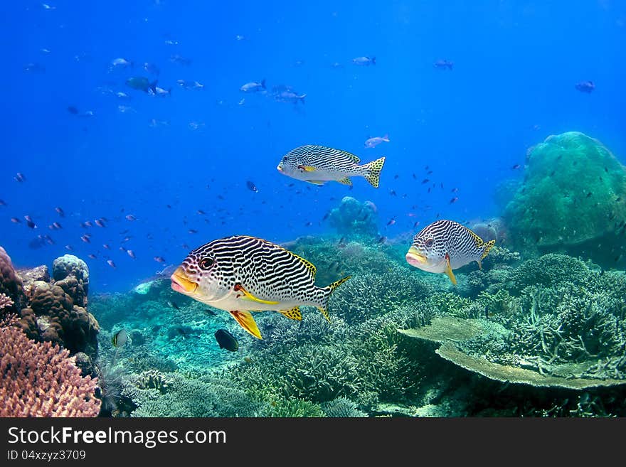 Coral reef and blackspotted sweetlips in the ocean