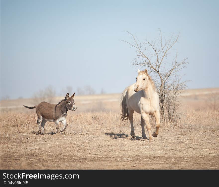 Donkey Chasing Horse