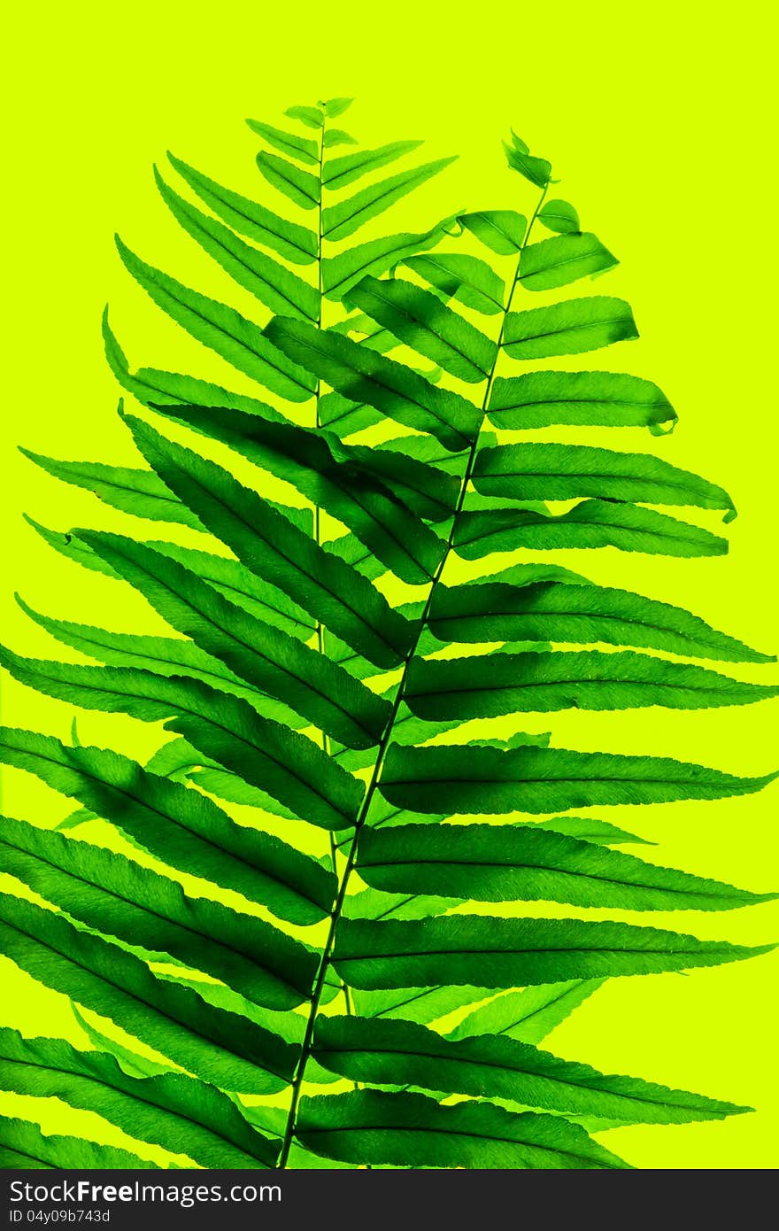 Fern leaf