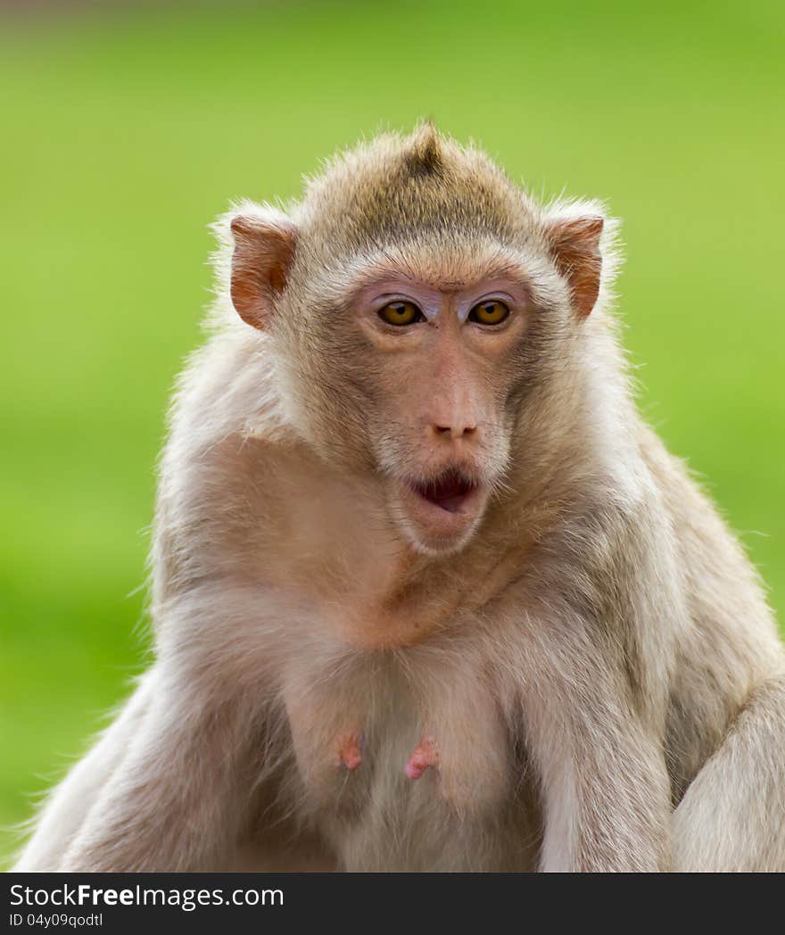 Macaque Mongkey Closeup