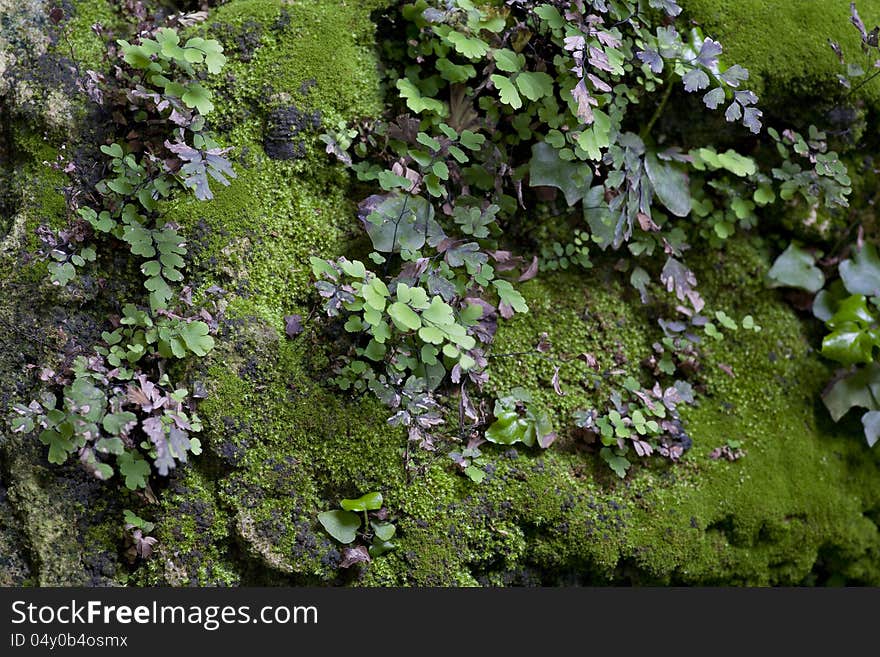 The long moss on the rocks and grass. The long moss on the rocks and grass