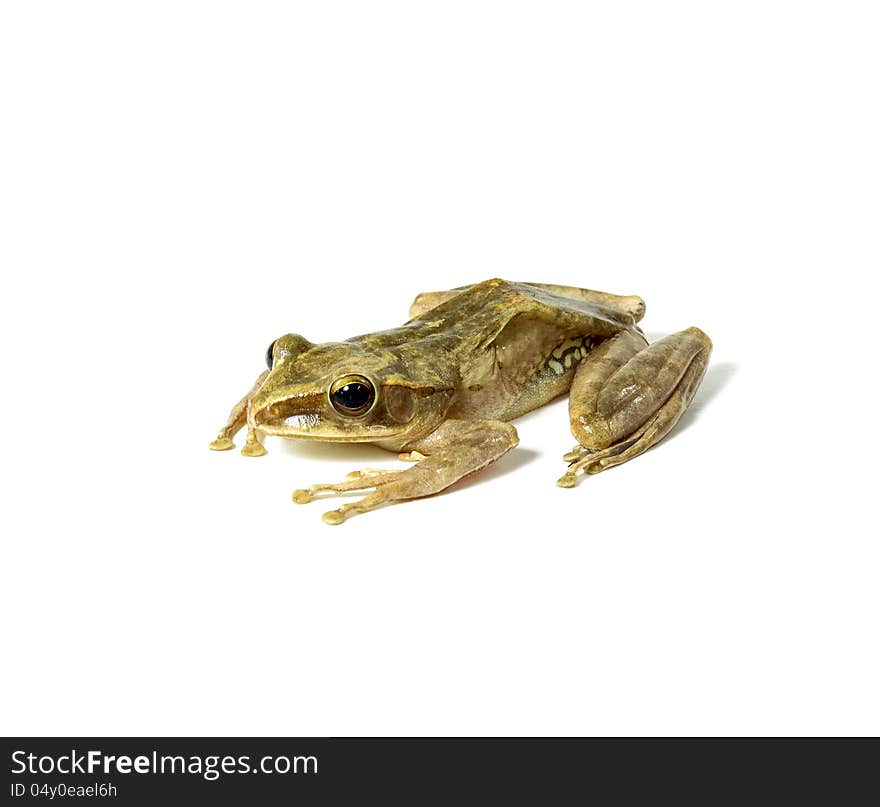 Tree frog closeup photo on white background