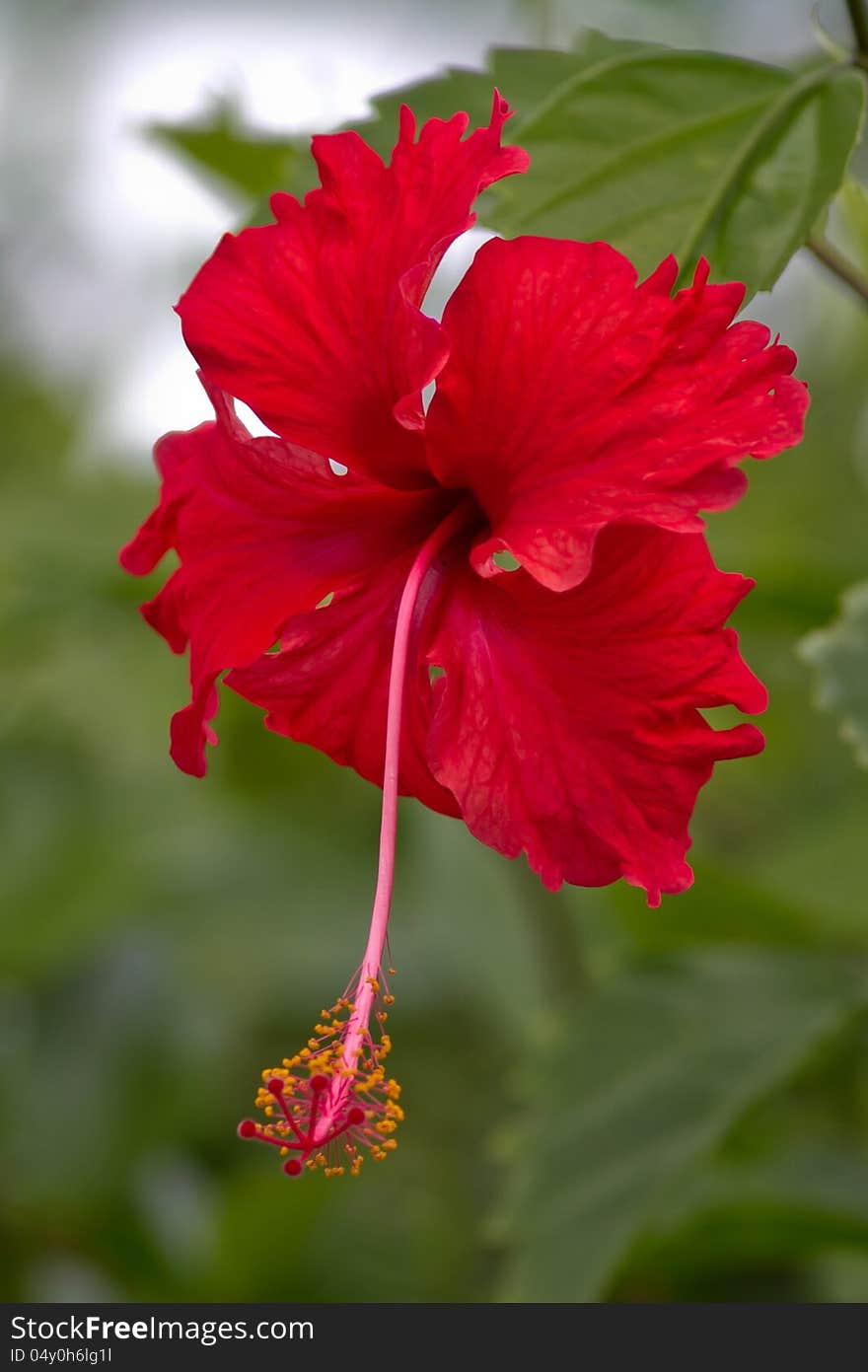 Red Hibiscus