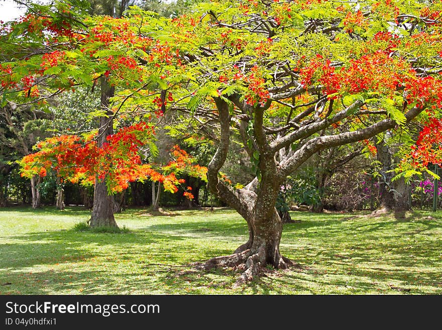 Beautiful Royal Poinciana tree (Flame Tree) in blossom on a grass field.