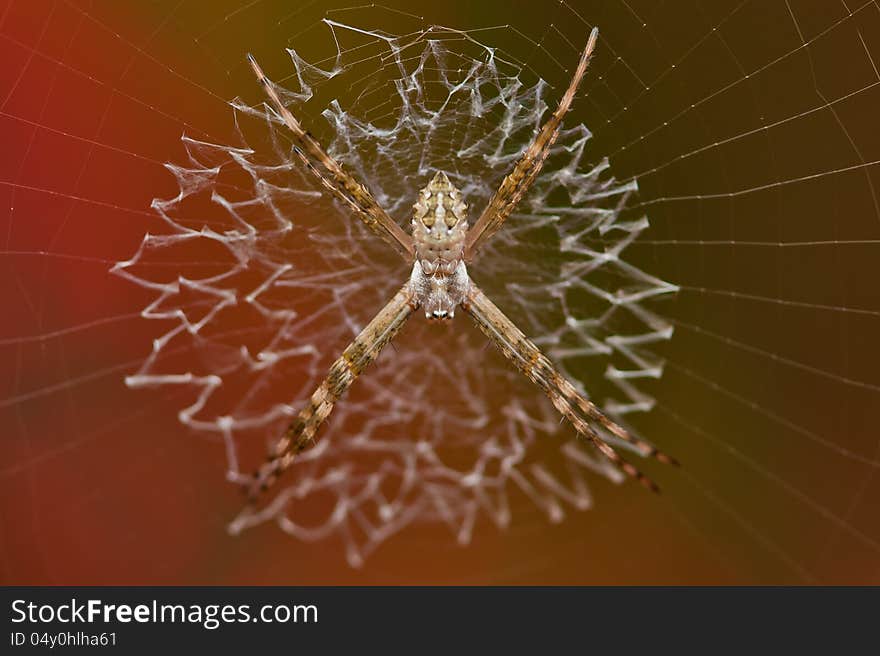 Tiny Garden Spider