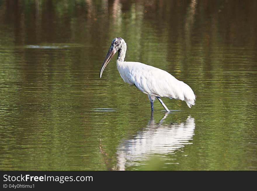 Wood Stork in a Pond