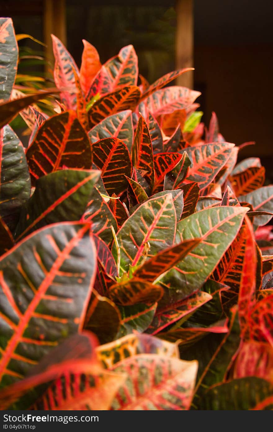 Croton Leaves