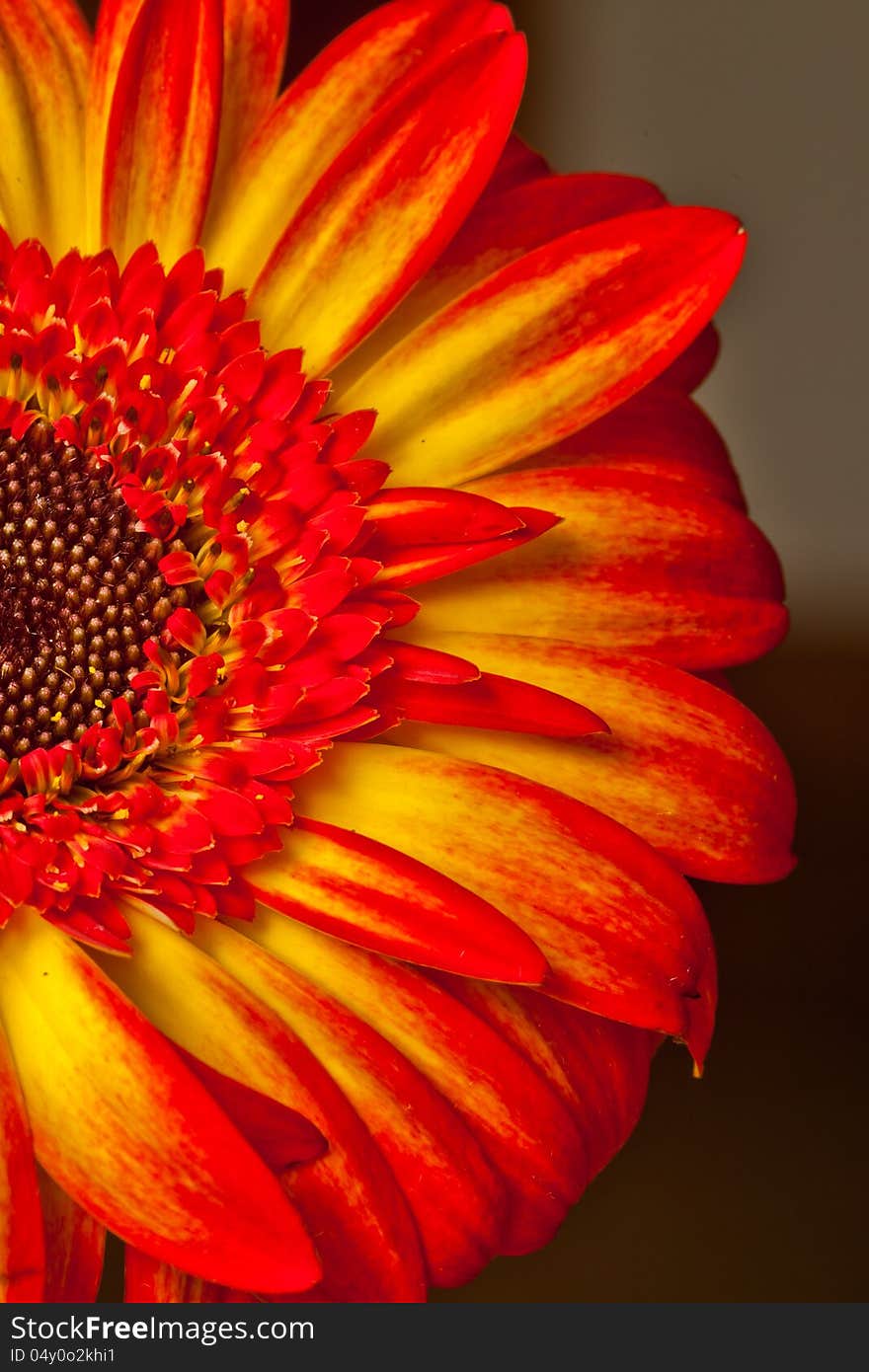 Close-up shot of a sunburst gerbera daisy. Half frame. Close-up shot of a sunburst gerbera daisy. Half frame.