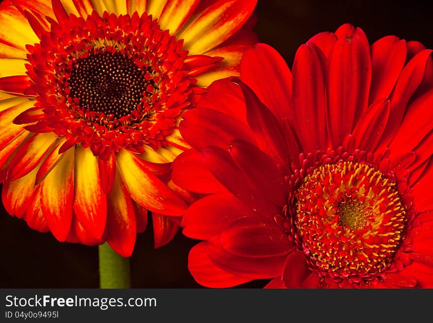 Close-up of two Gerbera Daisies, red and yellow. Close-up of two Gerbera Daisies, red and yellow.