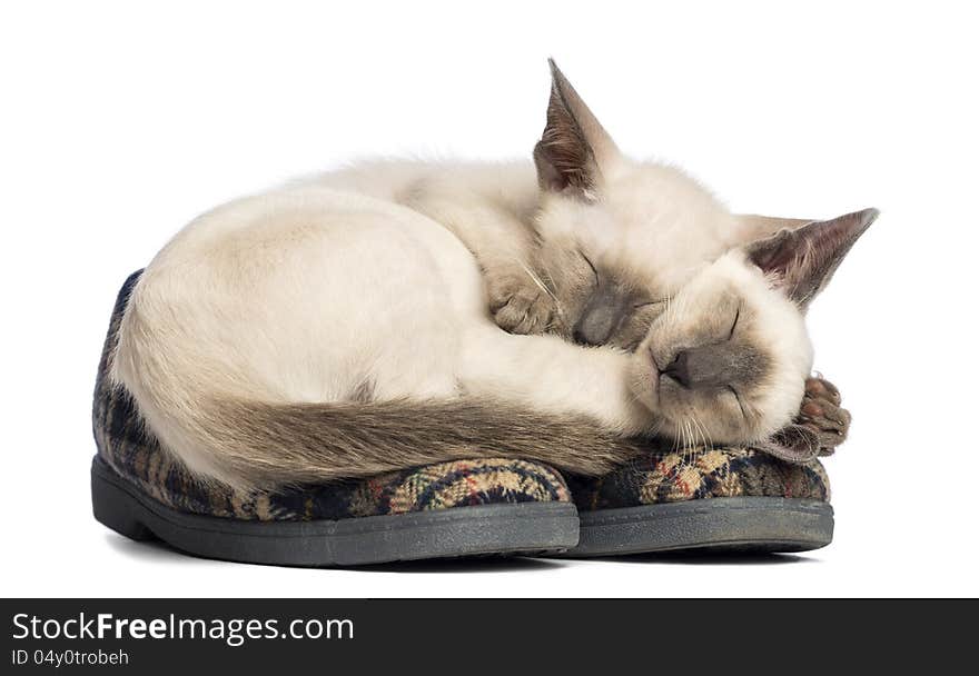 Two Oriental Shorthair kittens lying