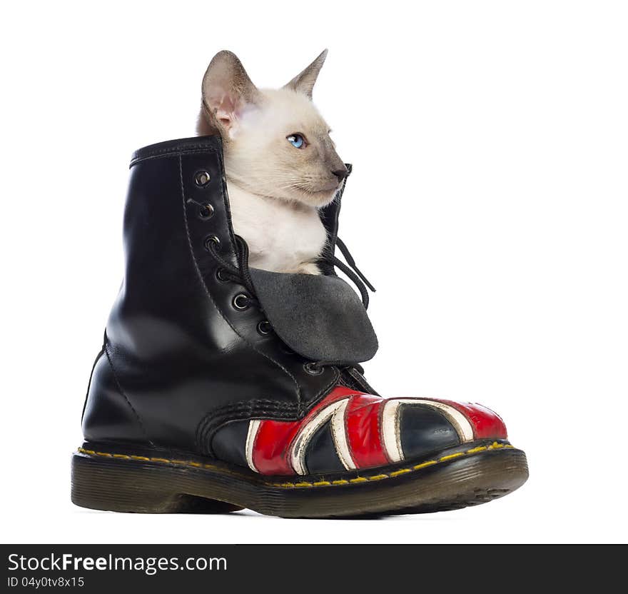 Oriental Shorthair kitten sitting in boot with Union Jack against white background