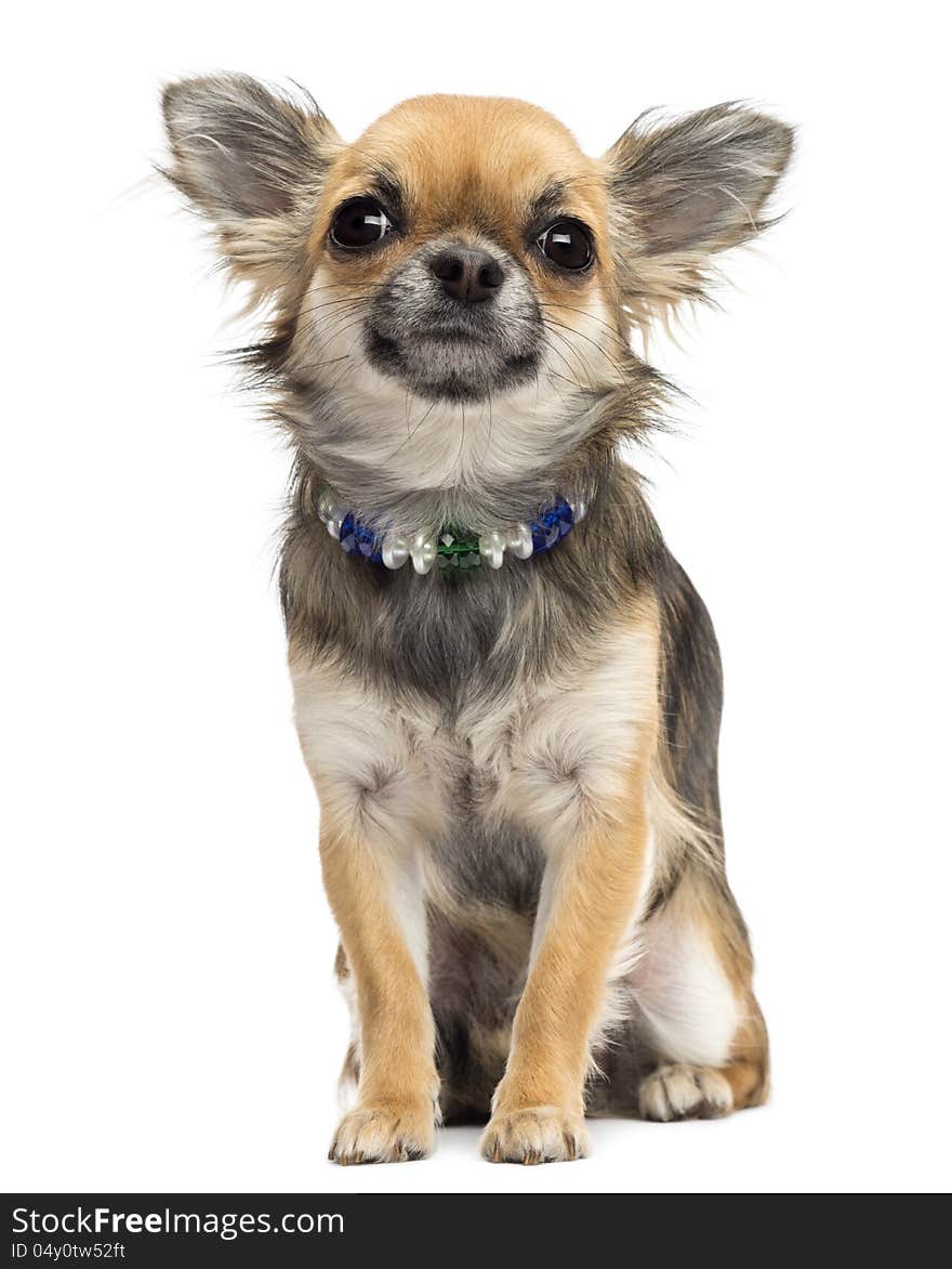 Chihuahua sitting and looking at camera against white background