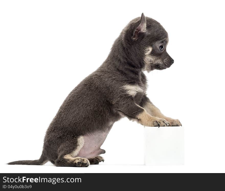 Chihuahua puppy sitting and leaning with its front paws on white cube against white background