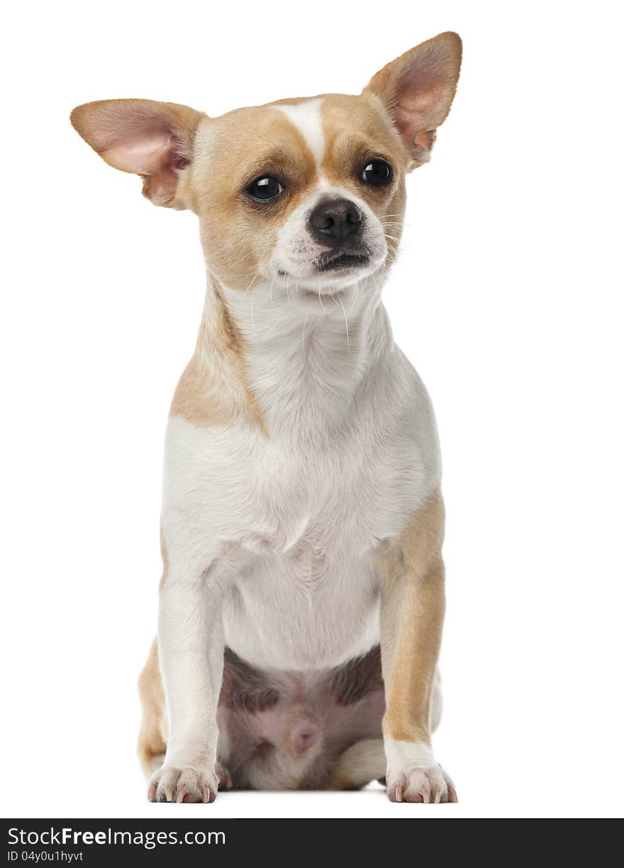 Chihuahua, 2 years old, sitting and looking