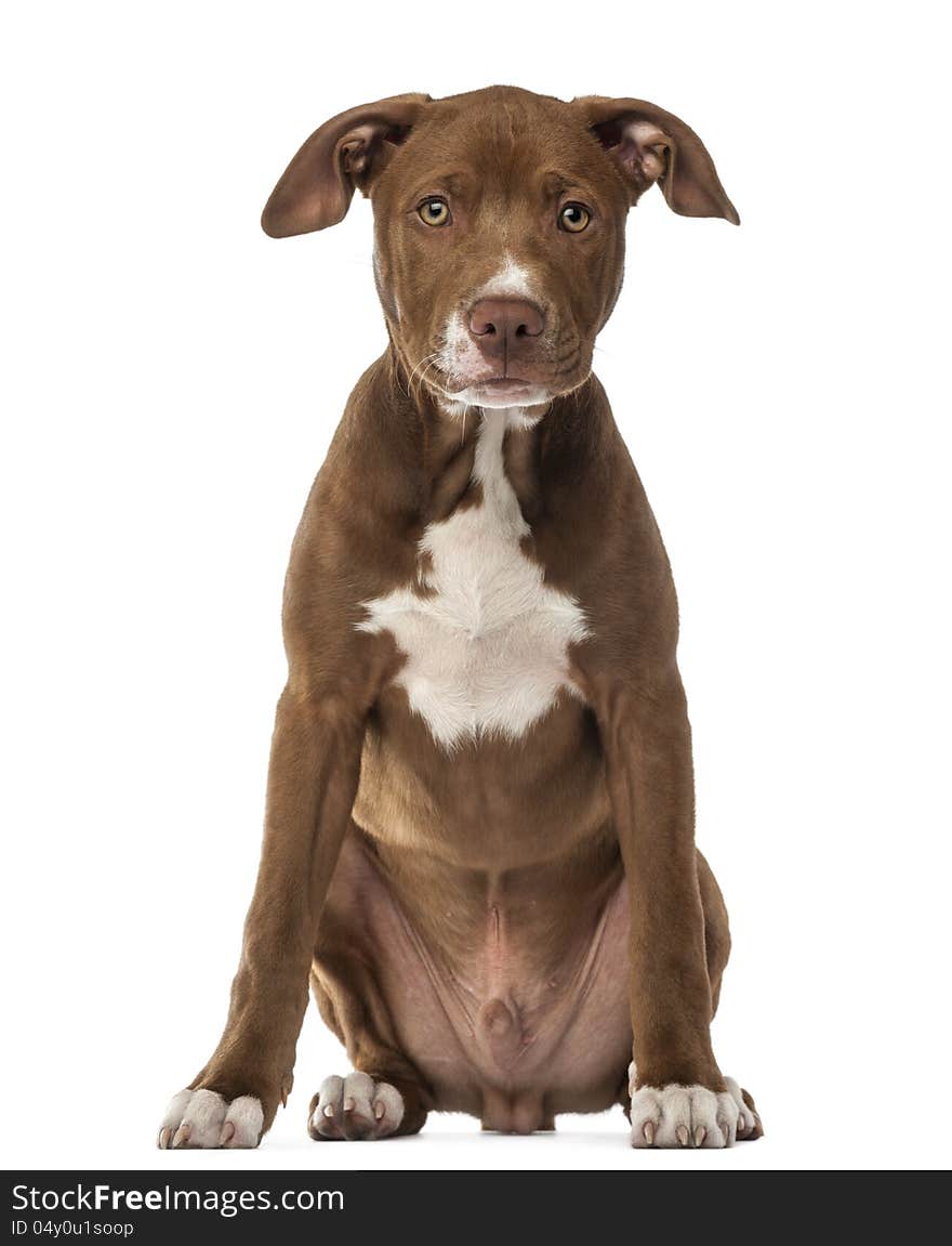 American Staffordshire Terrier puppy, 4 months old, sitting and looking at camera against white background