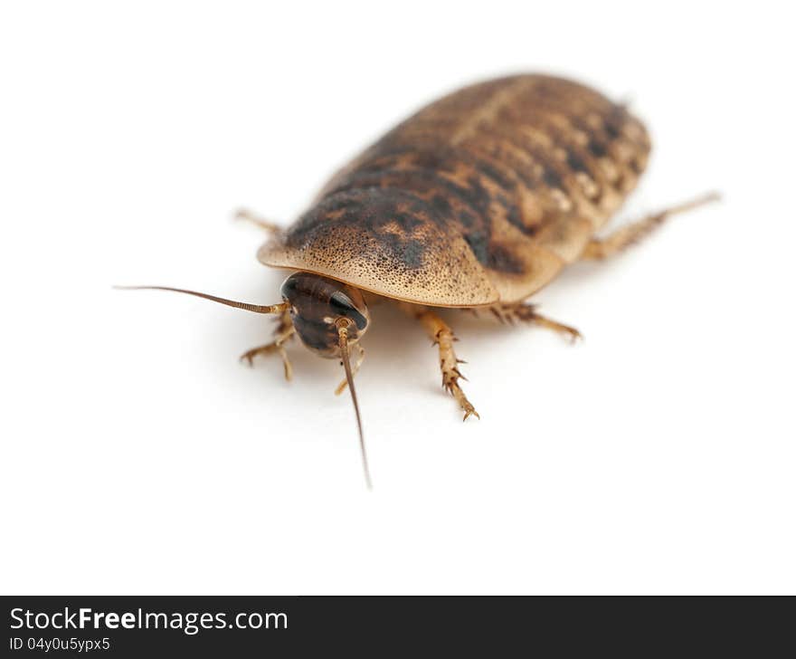 Cockroach, Blattella germanica, against white background. Cockroach, Blattella germanica, against white background