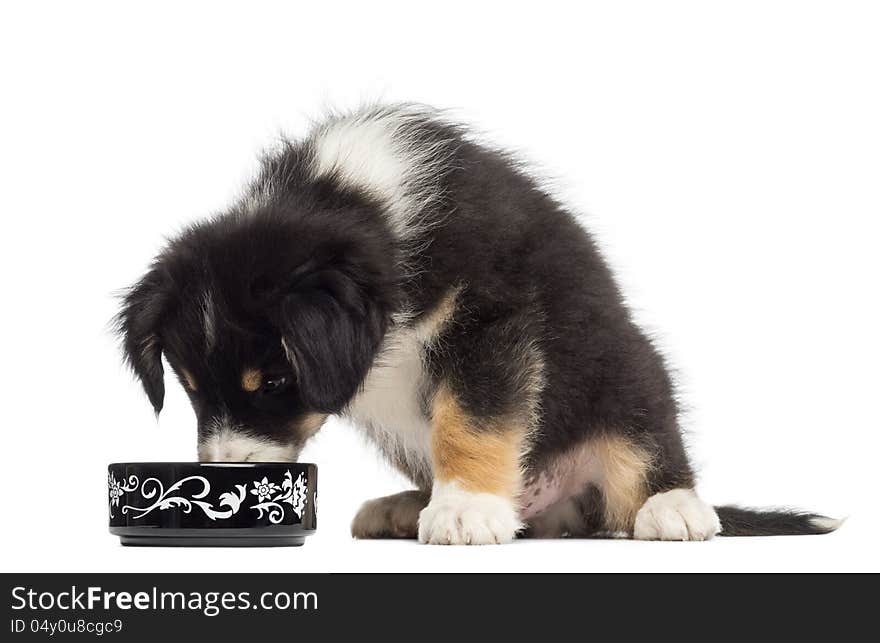 Australian Shepherd puppy, 2 months old, sitting and eating from bowl against white background