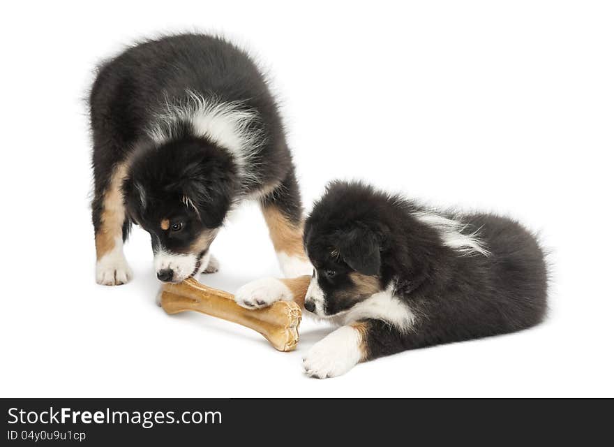 Two Australian Shepherd puppies, 2 months old