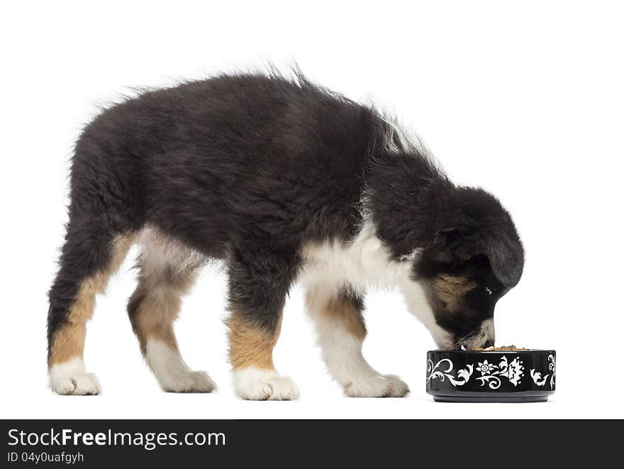 Australian Shepherd puppy, 2 months old, standing and eating from bowl against white background