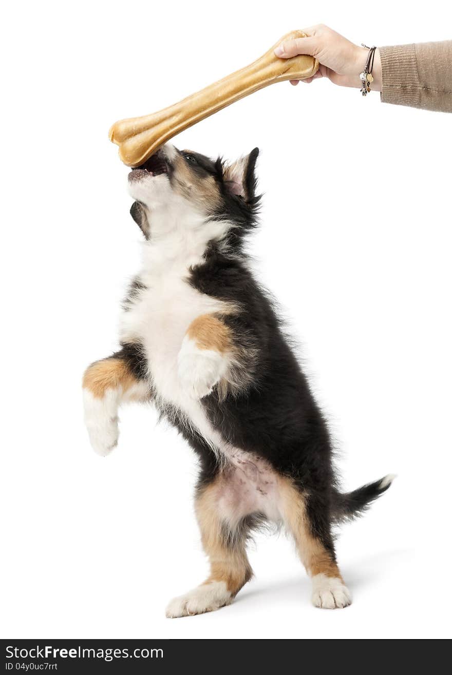 Australian Shepherd puppy, 2 months old, reaching knuckle bone against white background