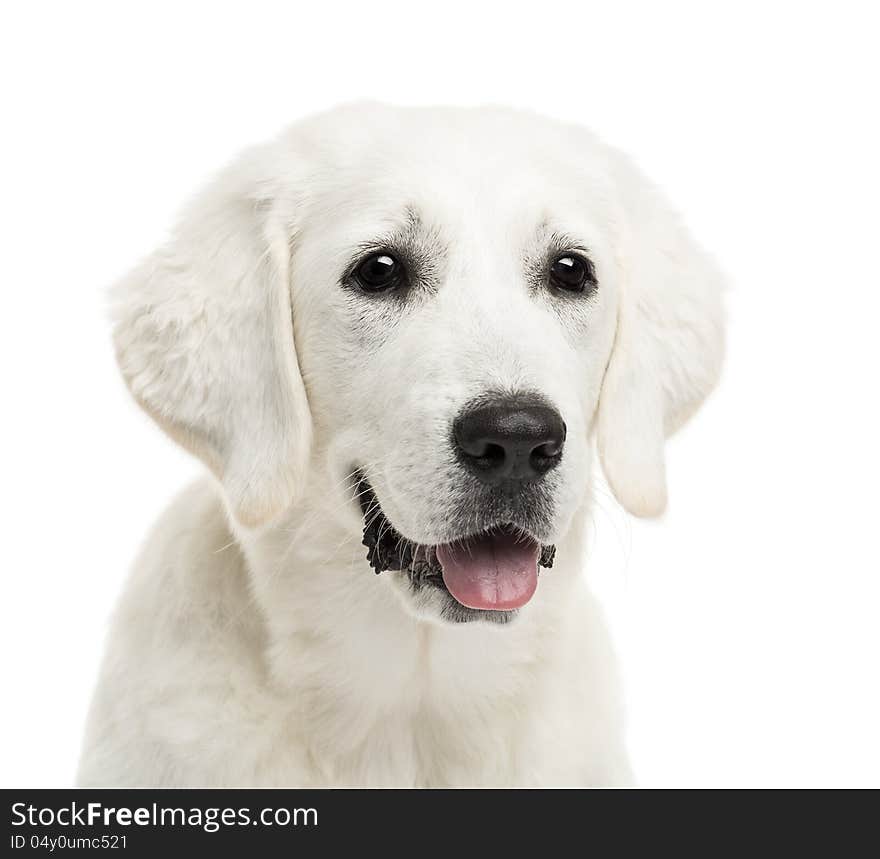 Close-up of Polish Tatra Sheepdog against white background