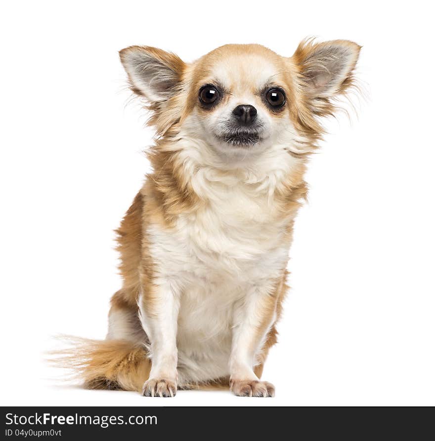 Chihuahua, 10 years old, sitting and looking