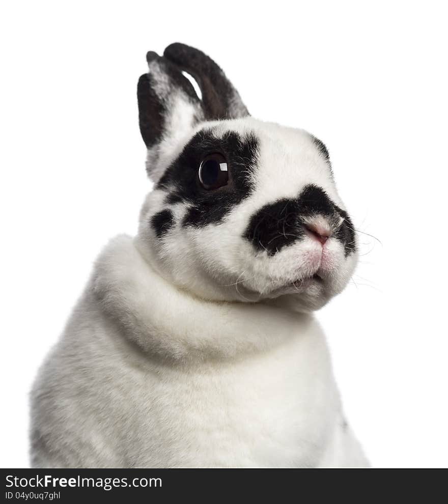 Close-up of Dalmatian Rabbit against white background